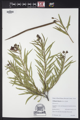 Chilopsis linearis image