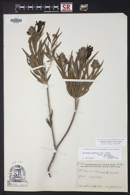 Chilopsis linearis image