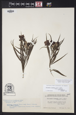 Chilopsis linearis image