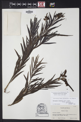 Chilopsis linearis image