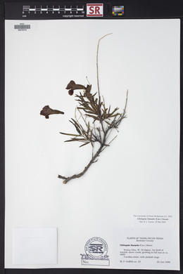 Chilopsis linearis image