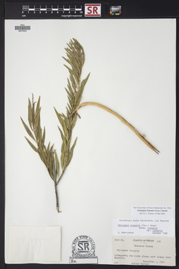 Chilopsis linearis image