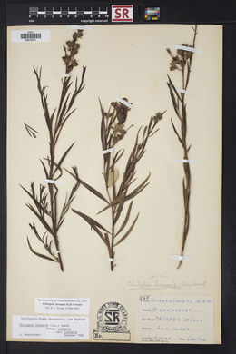 Chilopsis linearis image