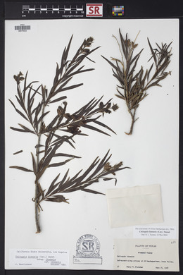 Chilopsis linearis image