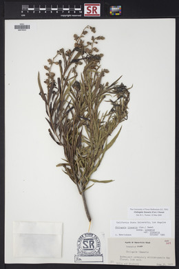 Chilopsis linearis image