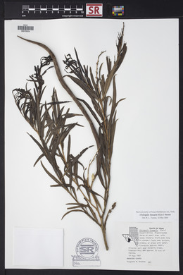 Chilopsis linearis image