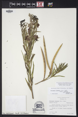 Chilopsis linearis image