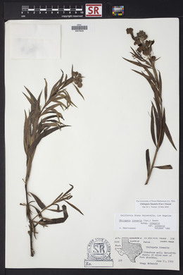 Chilopsis linearis image