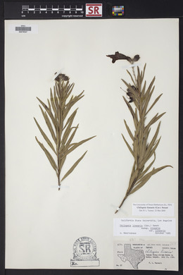 Chilopsis linearis image