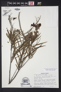 Chilopsis linearis image