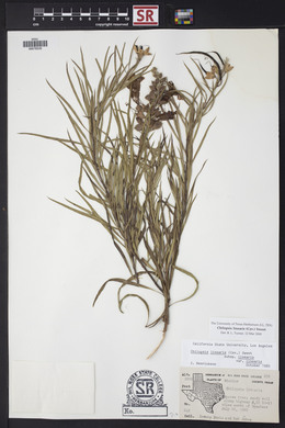 Chilopsis linearis image