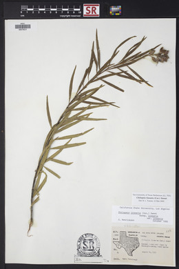 Chilopsis linearis image