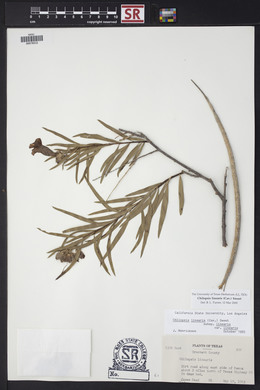 Chilopsis linearis image