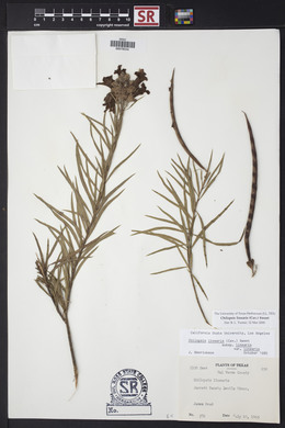 Chilopsis linearis image