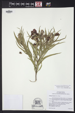 Chilopsis linearis image