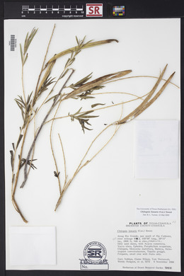 Chilopsis linearis image