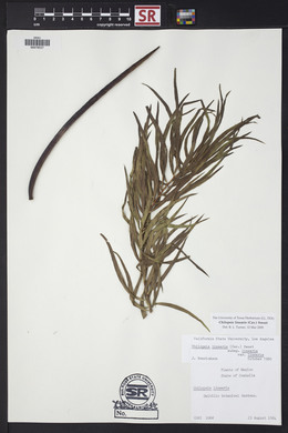 Chilopsis linearis image