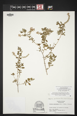 Aloysia gratissima image