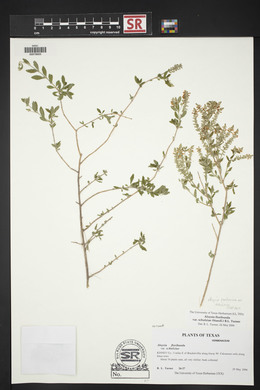 Aloysia gratissima image