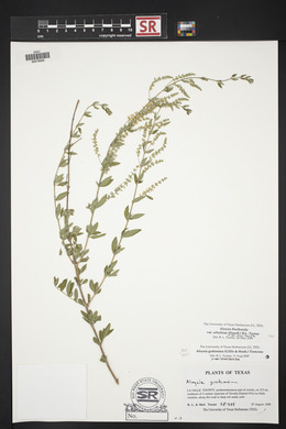 Aloysia gratissima image