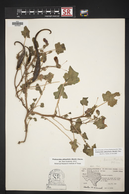 Proboscidea altheifolia image