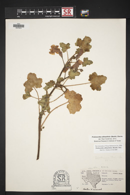 Proboscidea altheifolia image