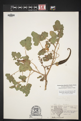 Proboscidea altheifolia image