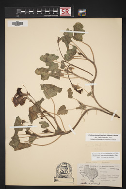 Proboscidea altheifolia image