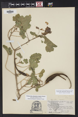 Proboscidea altheifolia image