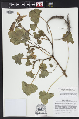 Proboscidea altheifolia image