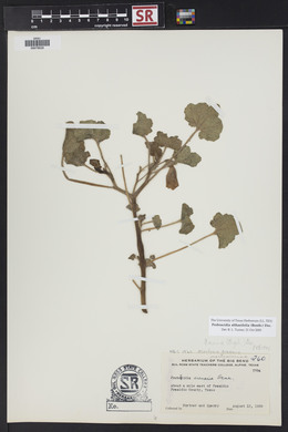 Proboscidea altheifolia image