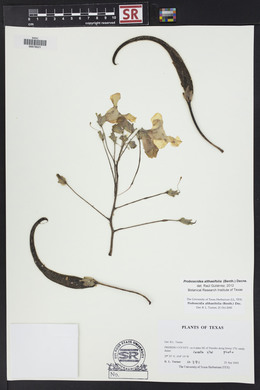 Proboscidea altheifolia image