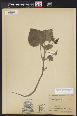 Proboscidea louisiana var. fragrans image