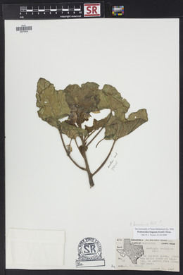 Proboscidea louisiana var. fragrans image