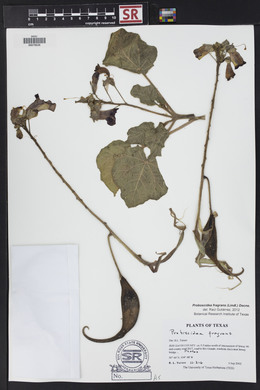 Proboscidea louisiana var. fragrans image