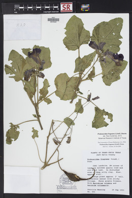 Proboscidea louisiana var. fragrans image