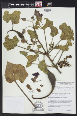 Proboscidea louisiana var. fragrans image