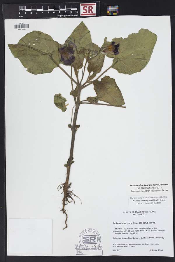 Proboscidea louisiana var. fragrans image