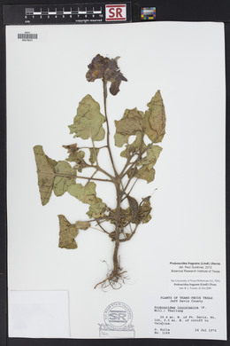 Proboscidea louisiana var. fragrans image