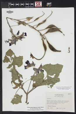 Proboscidea louisiana var. fragrans image