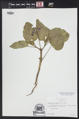 Proboscidea louisiana var. fragrans image