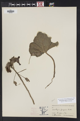 Proboscidea louisiana var. fragrans image