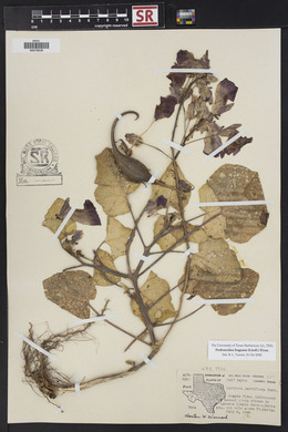 Proboscidea louisiana var. fragrans image