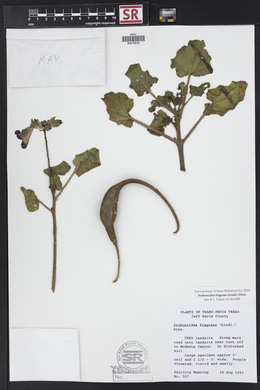 Proboscidea louisiana var. fragrans image