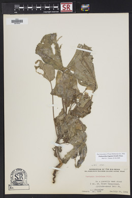 Proboscidea louisiana var. fragrans image