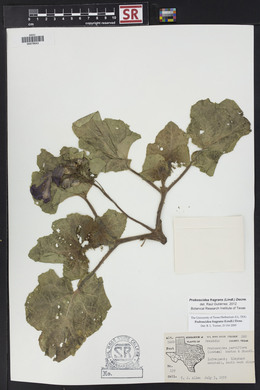 Proboscidea louisiana var. fragrans image