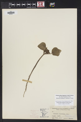 Proboscidea louisiana var. fragrans image