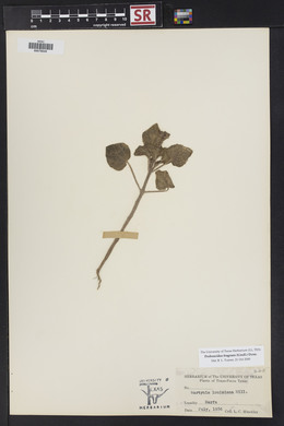 Proboscidea louisiana var. fragrans image