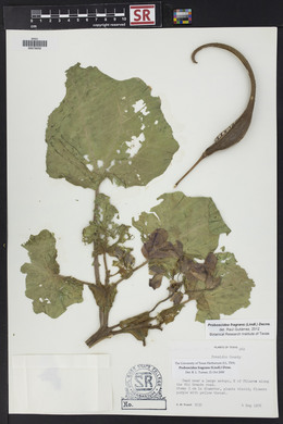 Proboscidea louisiana var. fragrans image