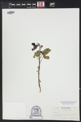 Proboscidea louisiana var. fragrans image